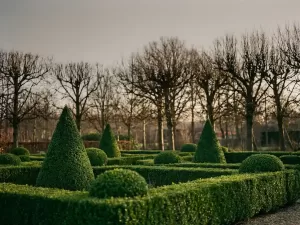 Geometrisch gesnoeide buxushaag in Nederlandse tuin met kale winterbomen op achtergrond, gouden zonlicht door takken